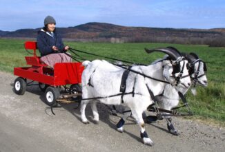 Team Snazzy Goat Pulling Team